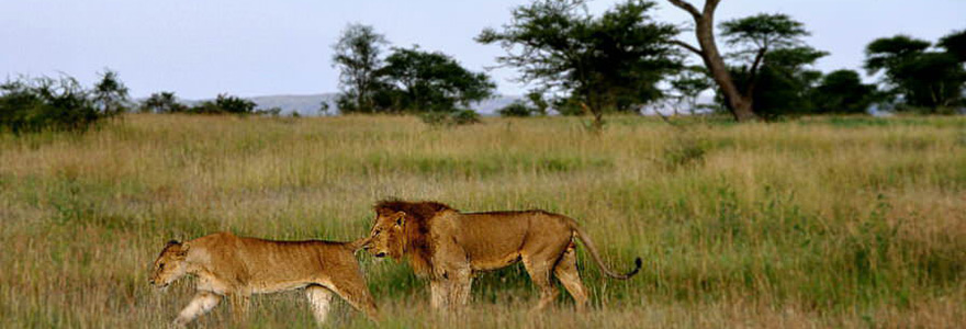 Parc national du Serengeti